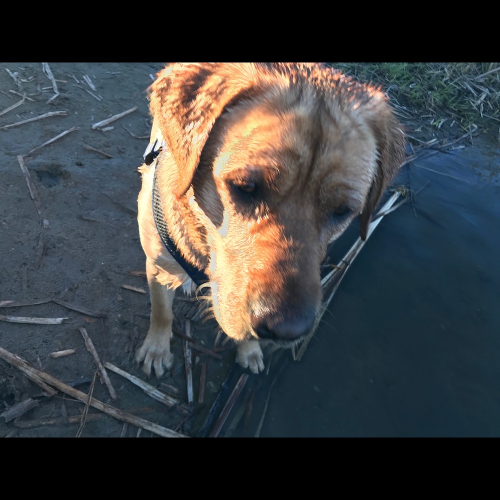 Meet your Posher, Carley